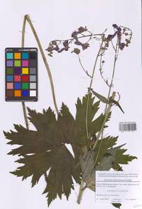 Борец северный Koelle, Восточная Европа, Московская область и Москва (E4a) (Россия)