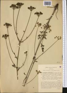 Xanthoselinum alsaticum subsp. venetum (Spreng.) Reduron, Charpin & Pimenov, Западная Европа (EUR) (Италия)