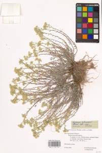 Odontarrhena tortuosa subsp. tortuosa, Восточная Европа, Центральный лесостепной район (E6) (Россия)
