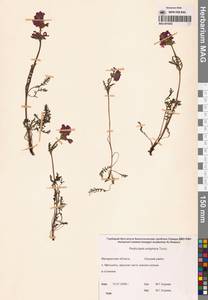 Мытник мохнатоодетый Turcz., Сибирь, Чукотка и Камчатка (S7) (Россия)