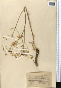 Ферула татарская Fisch. ex Spreng., Средняя Азия и Казахстан, Северный и Центральный Казахстан (M10) (Казахстан)