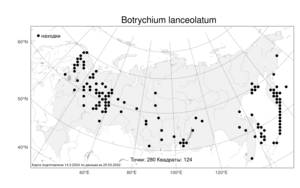 Botrychium lanceolatum, Гроздовник ланцетный (S. G. Gmel.) Ångstr., Атлас флоры России (FLORUS) (Россия)