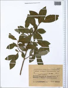 Ива козья L., Сибирь, Западный (Казахстанский) Алтай (S2a) (Казахстан)
