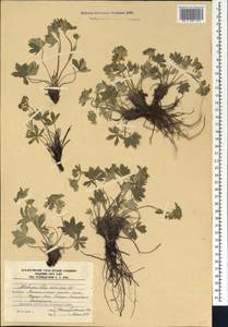 Манжетка шелковая Willd., Кавказ, Южная Осетия (K4b) (Южная Осетия)