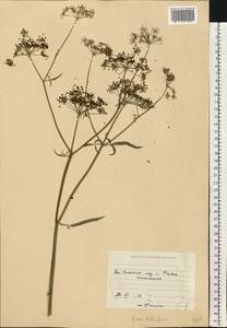 Поручейник широколистный L., Восточная Европа, Московская область и Москва (E4a) (Россия)