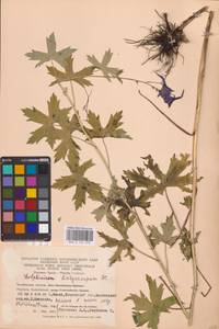 Живокость высокая L., Восточная Европа, Восточный район (E10) (Россия)