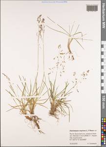 Щучка дернистая (L.) P.Beauv., Сибирь, Якутия (S5) (Россия)