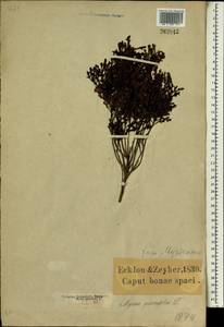 Morella quercifolia (L.) D.J.B. Killick, Африка (AFR) (ЮАР)