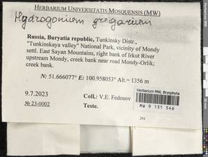 Hydrogonium gregarium (Mitt.) Jan Kučera, Гербарий мохообразных, Мхи - Прибайкалье и Забайкалье (B18) (Россия)