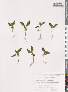 Пикульник двунадрезанный, Жабрей Boenn., Сибирь, Чукотка и Камчатка (S7) (Россия)