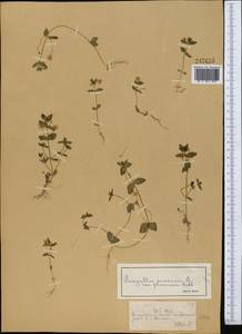 Lysimachia arvensis subsp. arvensis, Средняя Азия и Казахстан, Северный и Центральный Тянь-Шань (M4) (Казахстан)