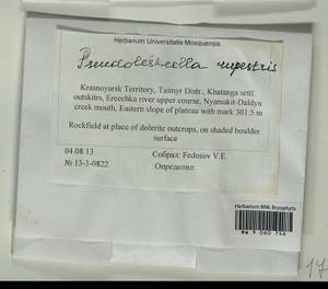 Pseudoleskeella rupestris (Berggr.) Hedenäs & L. Söderstr., Гербарий мохообразных, Мхи - Красноярский край, Тыва и Хакасия (B17) (Россия)