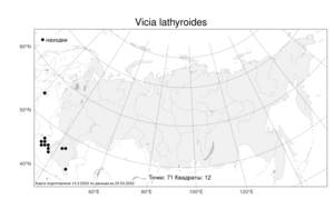 Vicia lathyroides, Горошек чиновидный L., Атлас флоры России (FLORUS) (Россия)