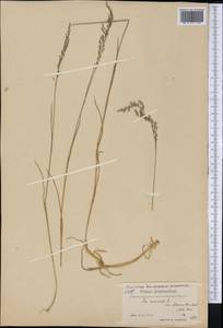 Мятлик дубравный L., Америка (AMER) (Гренландия)