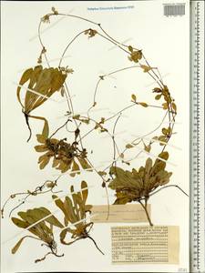 Лаунея отпрысковая (Willd.) Sch. Bip. ex Kuntze, Африка (AFR) (Сейшельские острова)