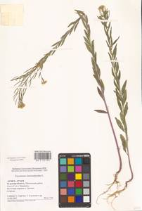 Желтушник левкойный L., Восточная Европа, Центральный район (E4) (Россия)