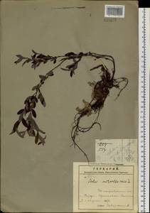 Ива черничная L., Сибирь, Дальний Восток (S6) (Россия)