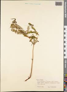 Polypodiopsida, Австралия и Океания (AUSTR) (Французская Полинезия)