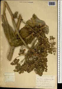 Heracleum platytaenium Boiss., Зарубежная Азия (ASIA) (Турция)