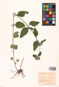 Пахучка обыкновенная L., Восточная Европа, Московская область и Москва (E4a) (Россия)