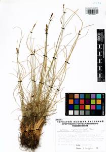 Carex myosuroides Vill., Сибирь, Прибайкалье и Забайкалье (S4) (Россия)