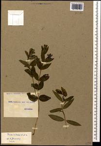Барвинок травянистый Waldst. & Kit., Кавказ, Грузия (K4) (Грузия)