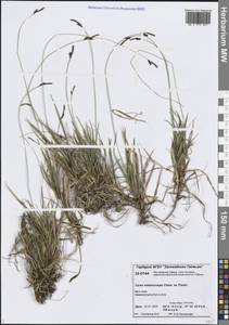 Осока черноплодная Cham. ex Trautv., Сибирь, Центральная Сибирь (S3) (Россия)