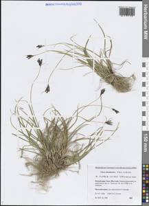 Осока элевзиновидная Turcz. ex Kunth, Сибирь, Якутия (S5) (Россия)