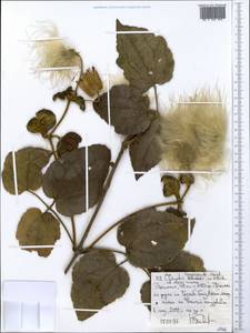 Clematis grandiflora DC., Африка (AFR) (Эфиопия)