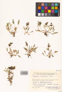 Остролодочник Мертенса Turcz., Сибирь, Чукотка и Камчатка (S7) (Россия)