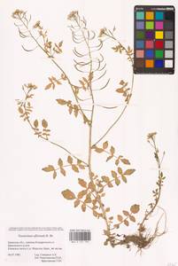 Жеруха лекарственная W.T.Aiton, Восточная Европа, Западный район (E3) (Россия)