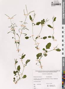 Cardamine scutata Thunb., Сибирь, Чукотка и Камчатка (S7) (Россия)