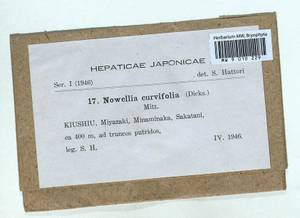 Nowellia curvifolia (Dicks.) Mitt., Гербарий мохообразных, Мхи - Азия (вне границ бывшего СССР) (BAs) (Япония)