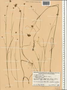 Очеретник белый (L.) Vahl, Восточная Европа, Белоруссия (E3a) (Белоруссия)