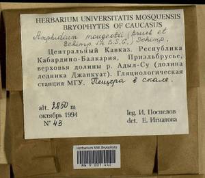 Amphidium mougeotii (Bruch & Schimp.) Schimp., Гербарий мохообразных, Мхи - Северный Кавказ и Предкавказье (B12) (Россия)