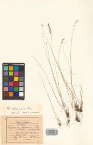 Мятлик оттянутый Trin., Сибирь, Дальний Восток (S6) (Россия)