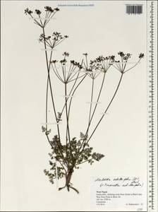 Meeboldia achilleifolia (Wall. ex DC.) P.K. Mukherjee & L. Constance, Зарубежная Азия (ASIA) (Непал)