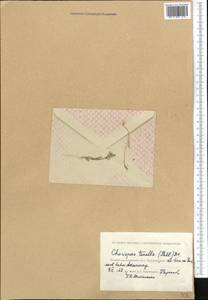 Хориспора нежная, Хориспора тоненькая (Pall.) DC., Средняя Азия и Казахстан, Прикаспийский Устюрт и Северное Приаралье (M8) (Казахстан)