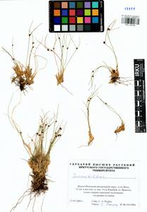 Oreojuncus trifidus (L.) Záv. Drábk. & Kirschner, Сибирь, Западная Сибирь (S1) (Россия)