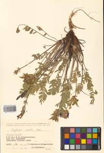 Oxytropis adamsiana subsp. erecta (Kom.) Kuvaev, Сибирь, Чукотка и Камчатка (S7) (Россия)