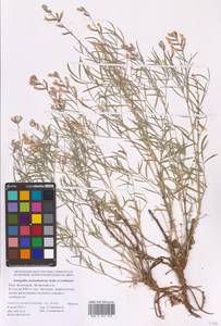 Astragalus astrachanicus Sytin & Laktionov, Восточная Европа, Нижневолжский район (E9) (Россия)