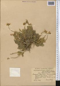 Richteria pyrethroides Kar. & Kir., Средняя Азия и Казахстан, Западный Тянь-Шань и Каратау (M3) (Казахстан)