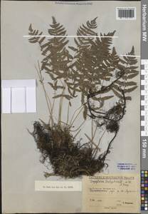 Телиптерис болотный Schott, Восточная Европа, Северо-Западный район (E2) (Россия)