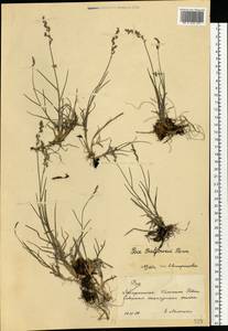 Мятлик дубравный L., Восточная Европа, Западно-Украинский район (E13) (Украина)