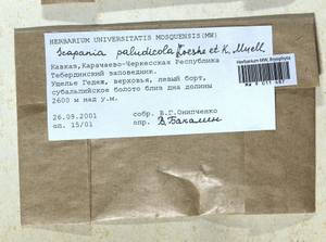 Scapania paludicola Loeske & Müll. Frib., Гербарий мохообразных, Мхи - Северный Кавказ и Предкавказье (B12) (Россия)