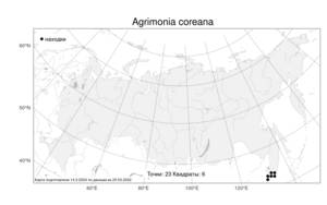 Agrimonia coreana, Репешок корейский Nakai, Атлас флоры России (FLORUS) (Россия)