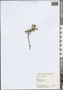 Chrysojasminum fruticans (L.) Banfi, Крым (KRYM) (Россия)