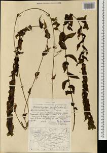 Рдест пронзеннолистный, Рдест стеблеобъемлющий L., Монголия (MONG) (Монголия)