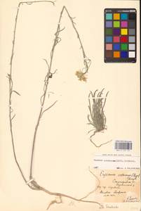 Erysimum quadrangulum Desf., Восточная Европа, Нижневолжский район (E9) (Россия)