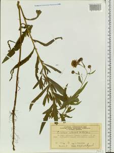 Cirsium arvense var. integrifolium Wimm. & Grab., Сибирь, Центральная Сибирь (S3) (Россия)